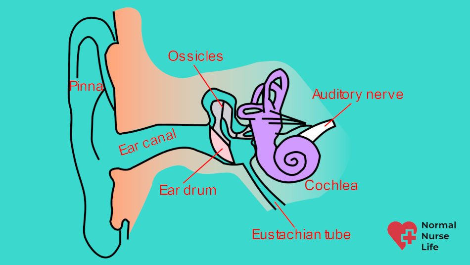 Ear anatomy